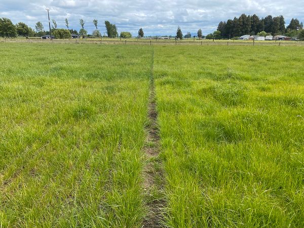November 16th 2023, 8 months from sowing. Nui left, Reason AR37 perennial ryegrass right